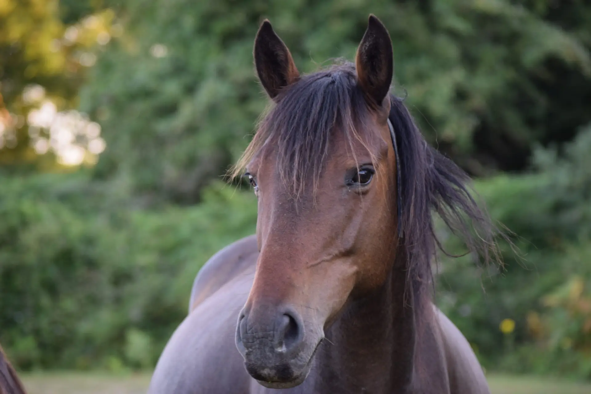 pferd schön