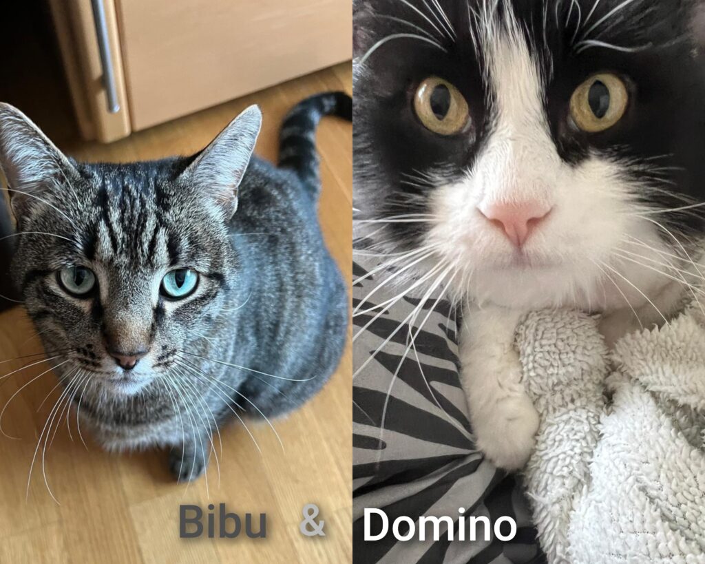 bibudomino