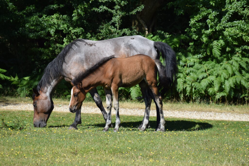 pferd mit fohlen