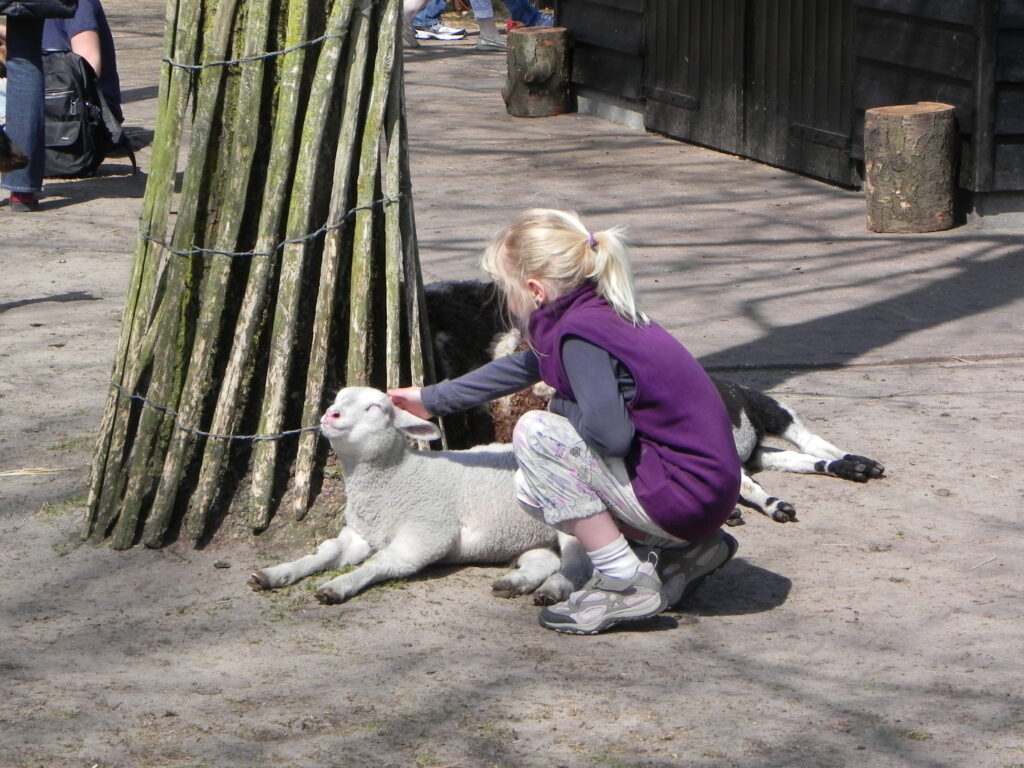 schaf